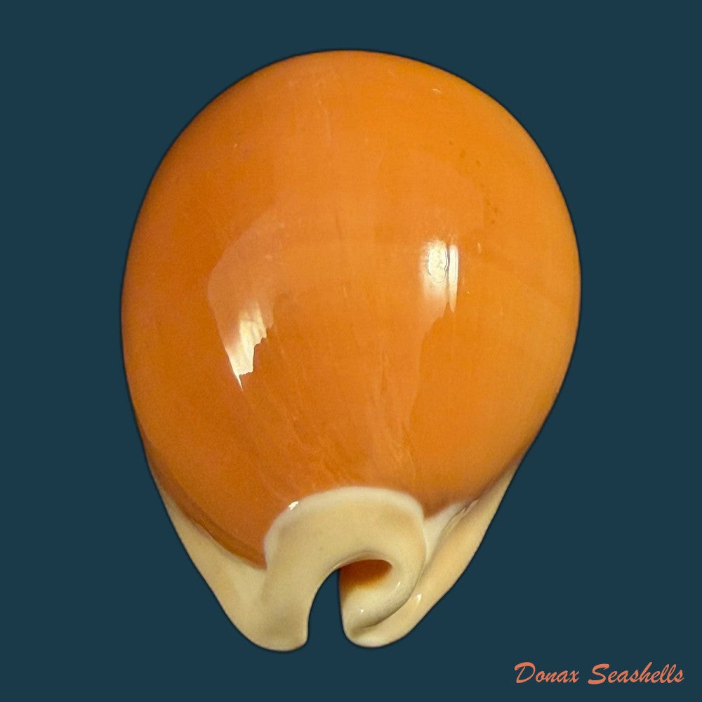 callistocypraea-aurantium-gmelin-1791-90-4mm-copia
