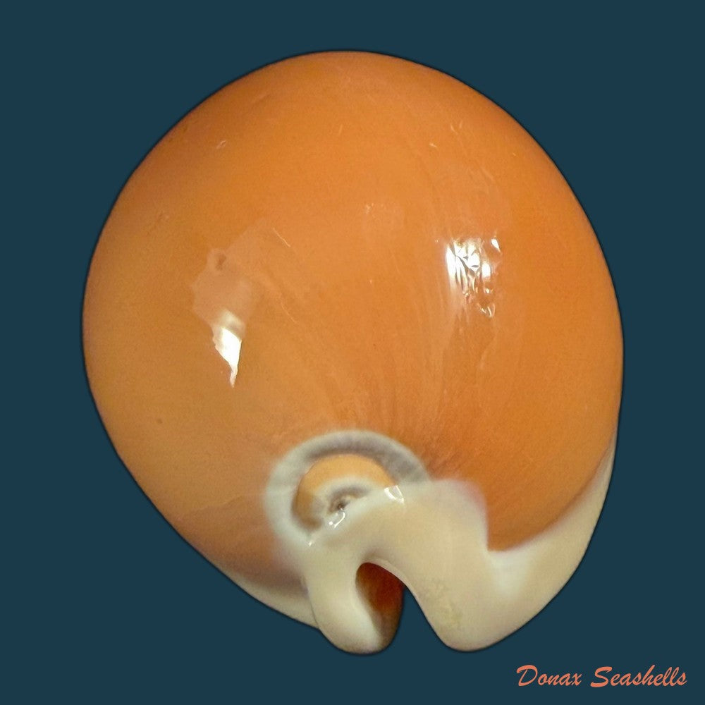 callistocypraea-aurantium-gmelin-1791-90-4mm-copia