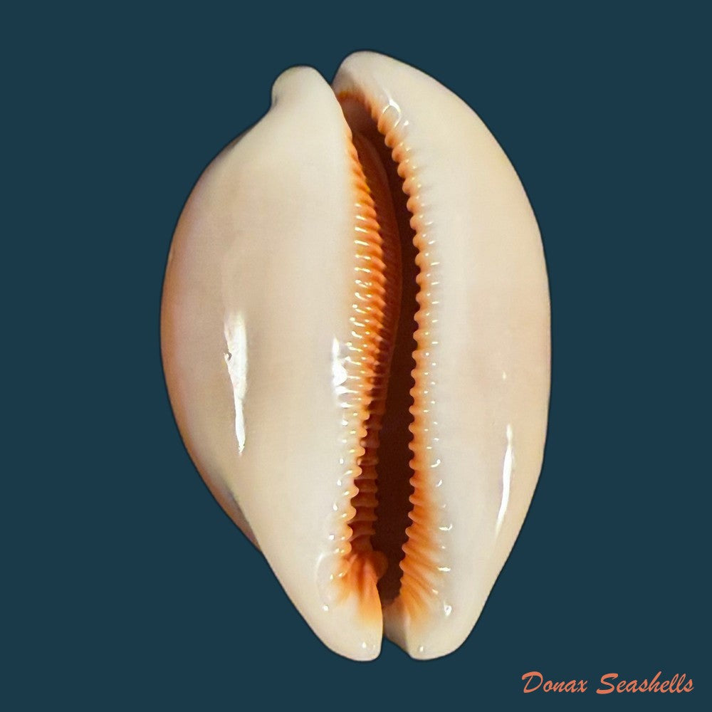 callistocypraea-aurantium-gmelin-1791-90-4mm-copia