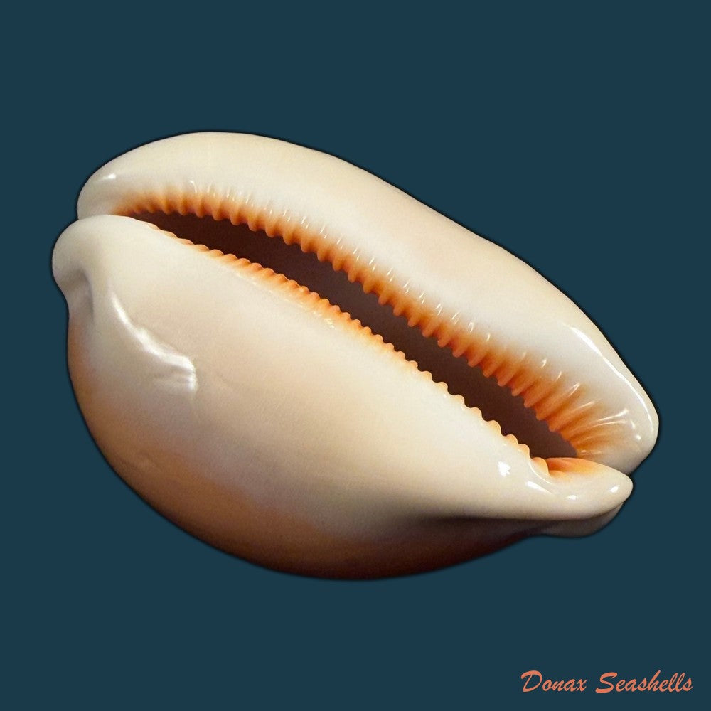 callistocypraea-aurantium-gmelin-1791-90-4mm-copia