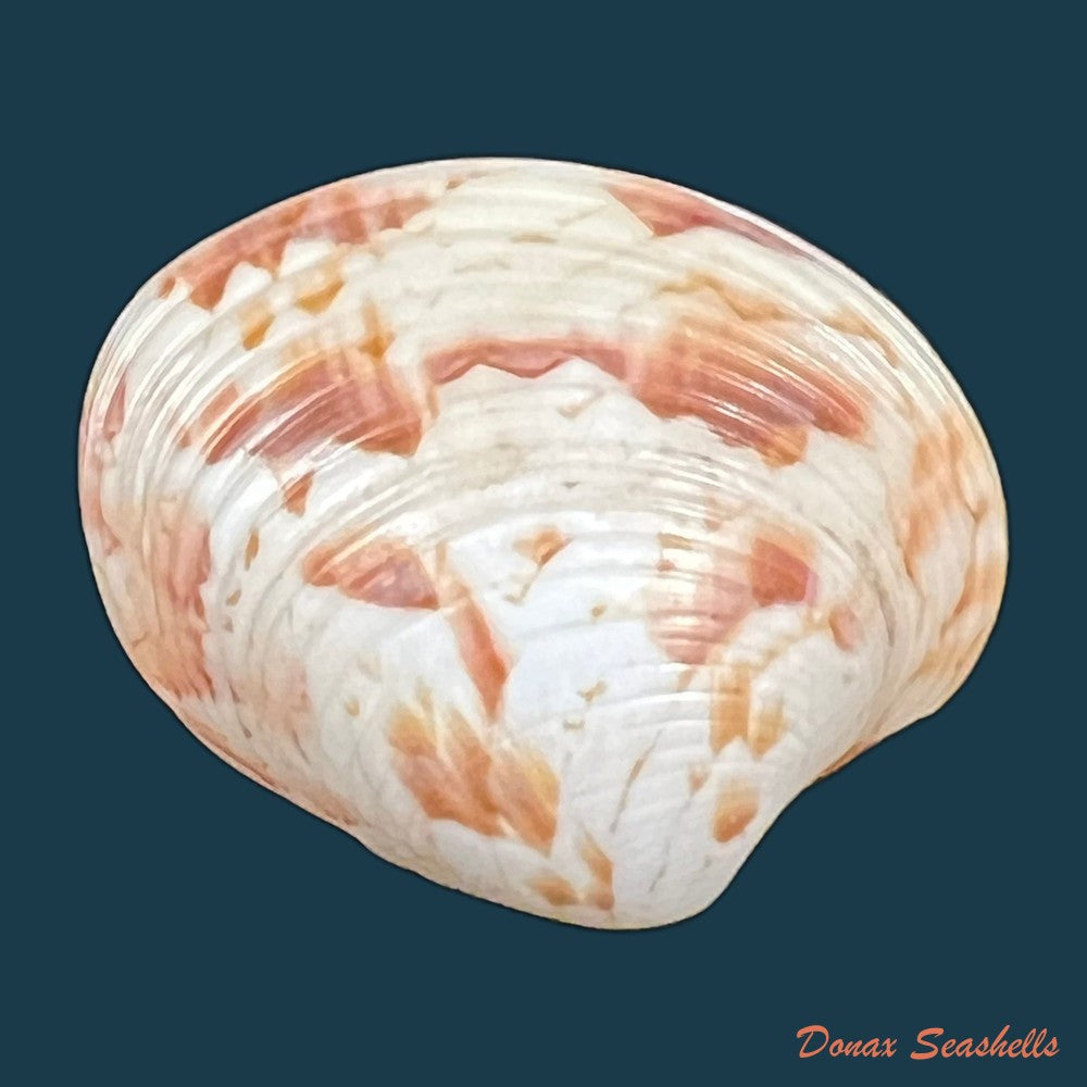 callpita-eucymata-dall-1890-20-4mm-copia