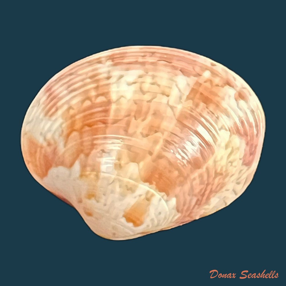 callpita-eucymata-dall-1890-21-5mm-copia