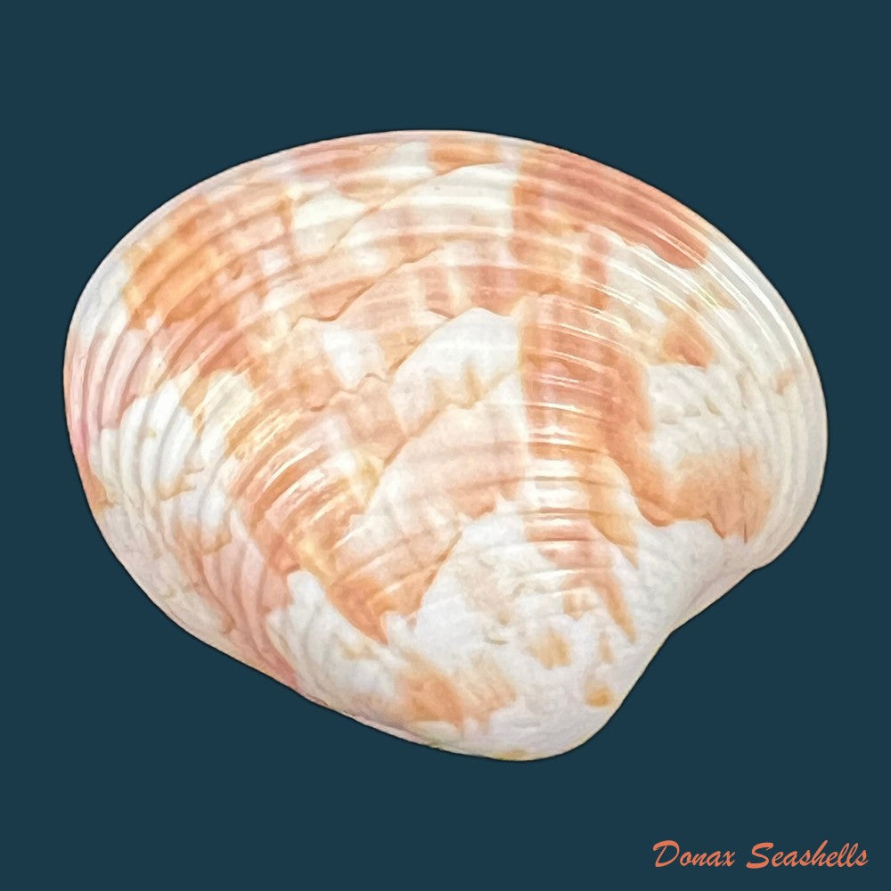 callpita-eucymata-dall-1890-21-6mm-copia