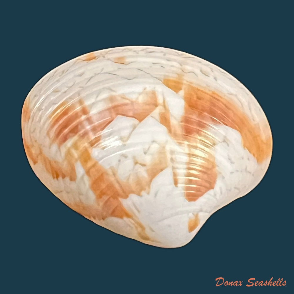 callpita-eucymata-dall-1890-22-2mm-copia
