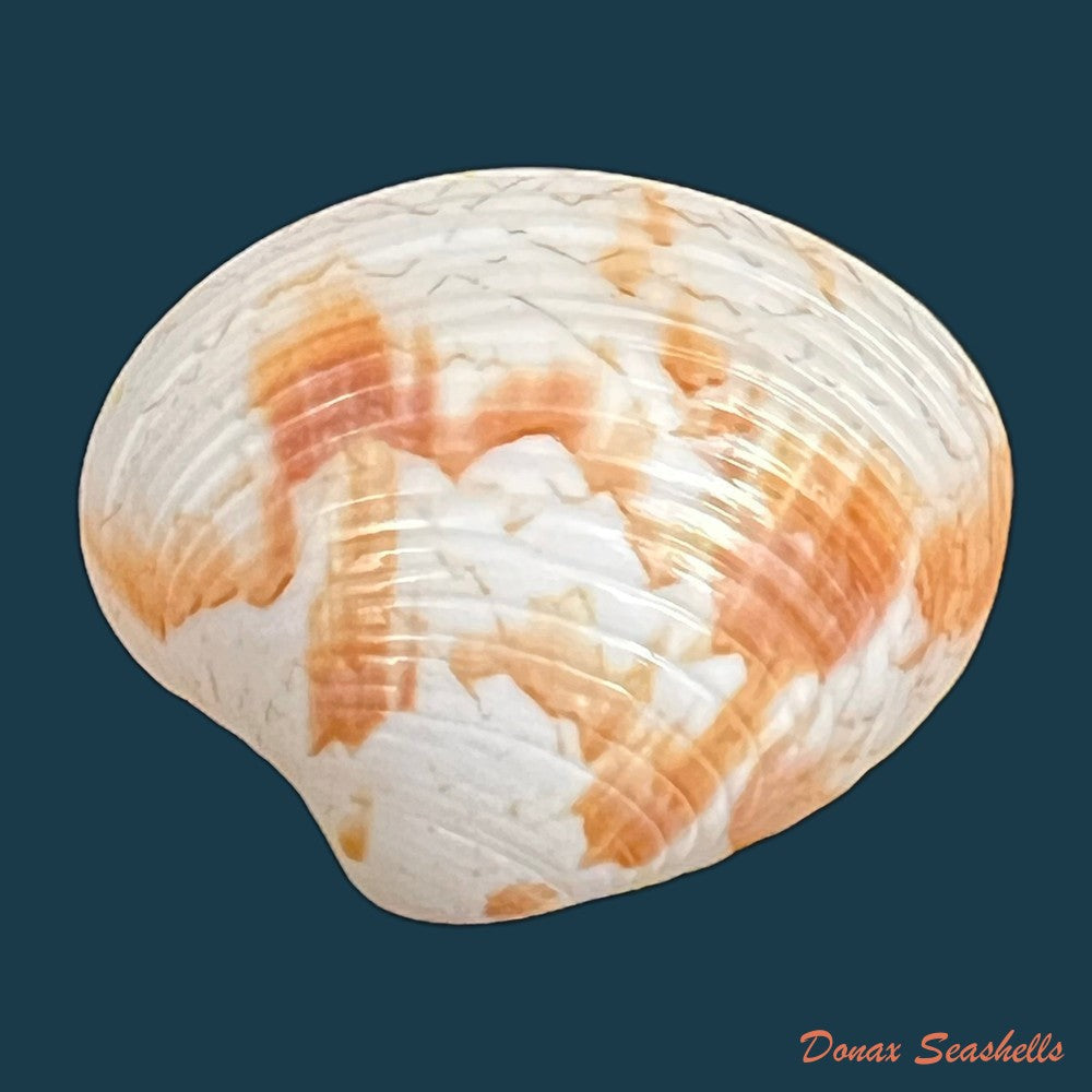 callpita-eucymata-dall-1890-22-2mm-copia
