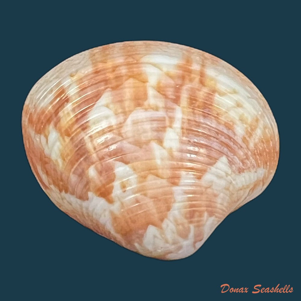 callpita-eucymata-dall-1890-22-6mm-copia