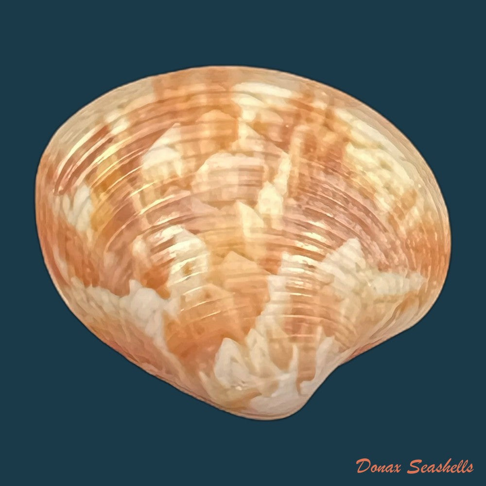 callpita-eucymata-dall-1890-22-6mm-copia