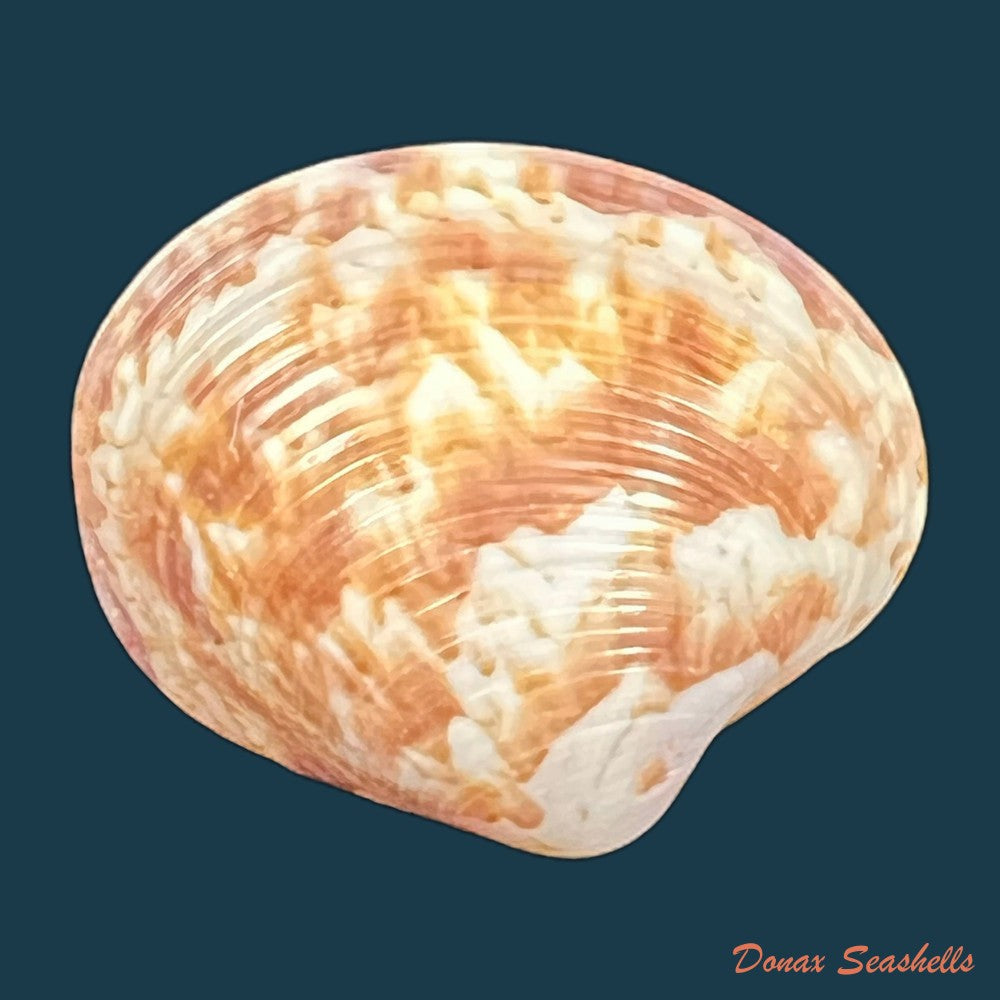 callpita-eucymata-dall-1890-23-6mm-copia