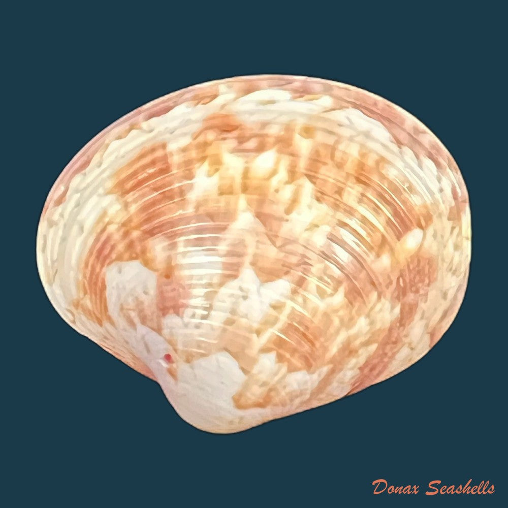 callpita-eucymata-dall-1890-23-6mm-copia