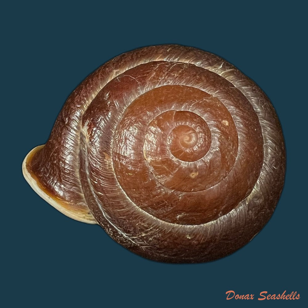 camaena-obtecta-h-fischer-1898-56-6mm-copia