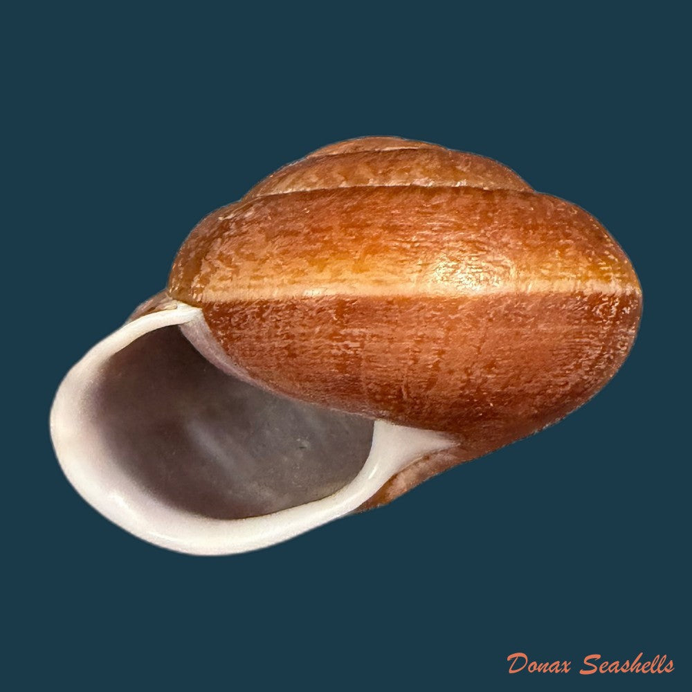 camaena-obtecta-h-fischer-1898-57mm-copia