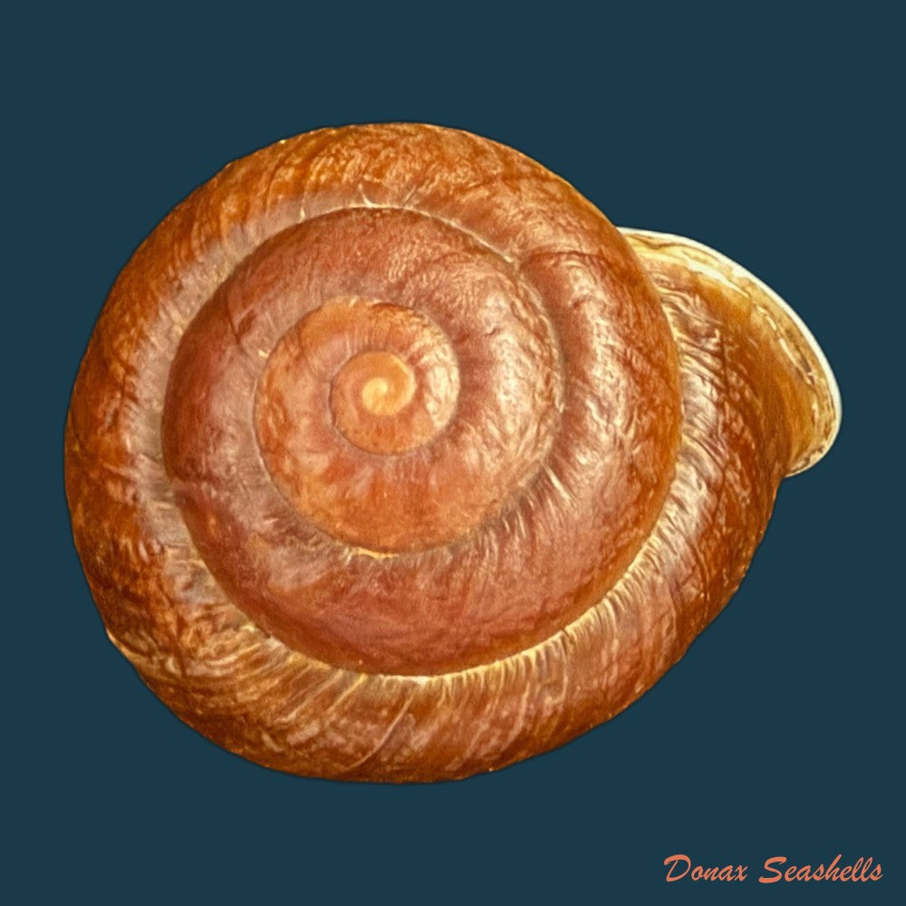 camaena-obtecta-h-fischer-1898-59-7mm-copia-1