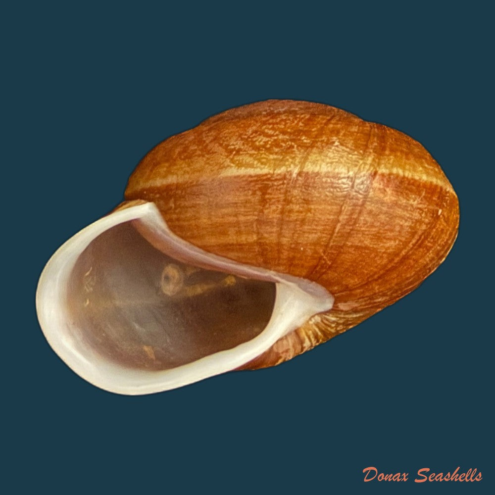 camaena-obtecta-h-fischer-1898-59-7mm-copia-1
