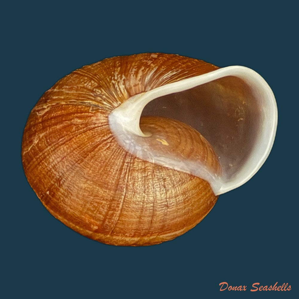 camaena-obtecta-h-fischer-1898-59-7mm-copia-1