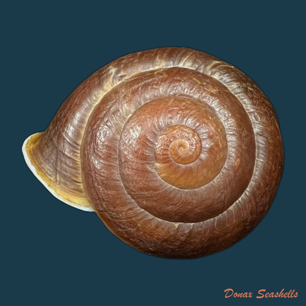 camaena-obtecta-h-fischer-1898-62-2mm-copia