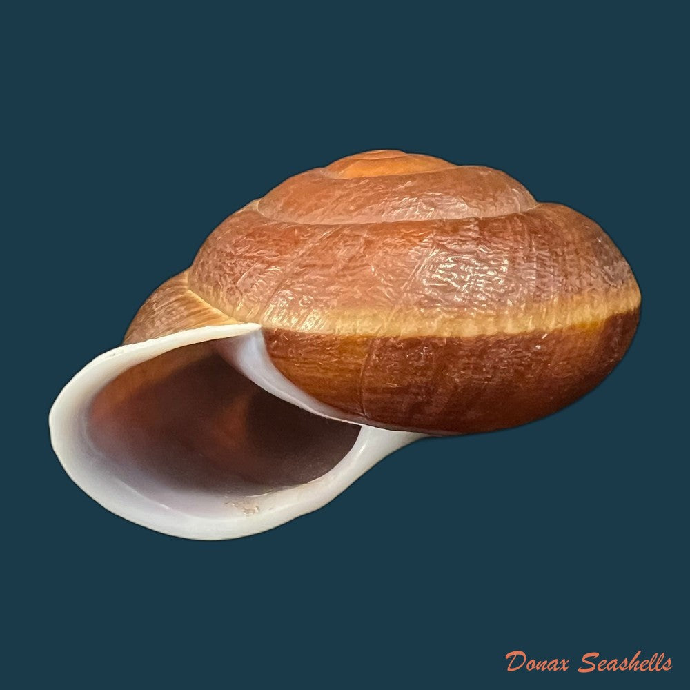 camaena-obtecta-h-fischer-1898-62-2mm-copia