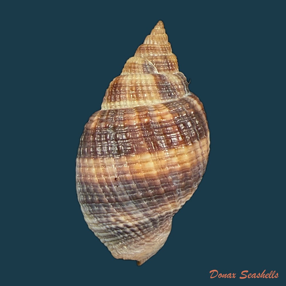 cancellaria-mediamericana-petuch-1998-35-7mm-copia-1