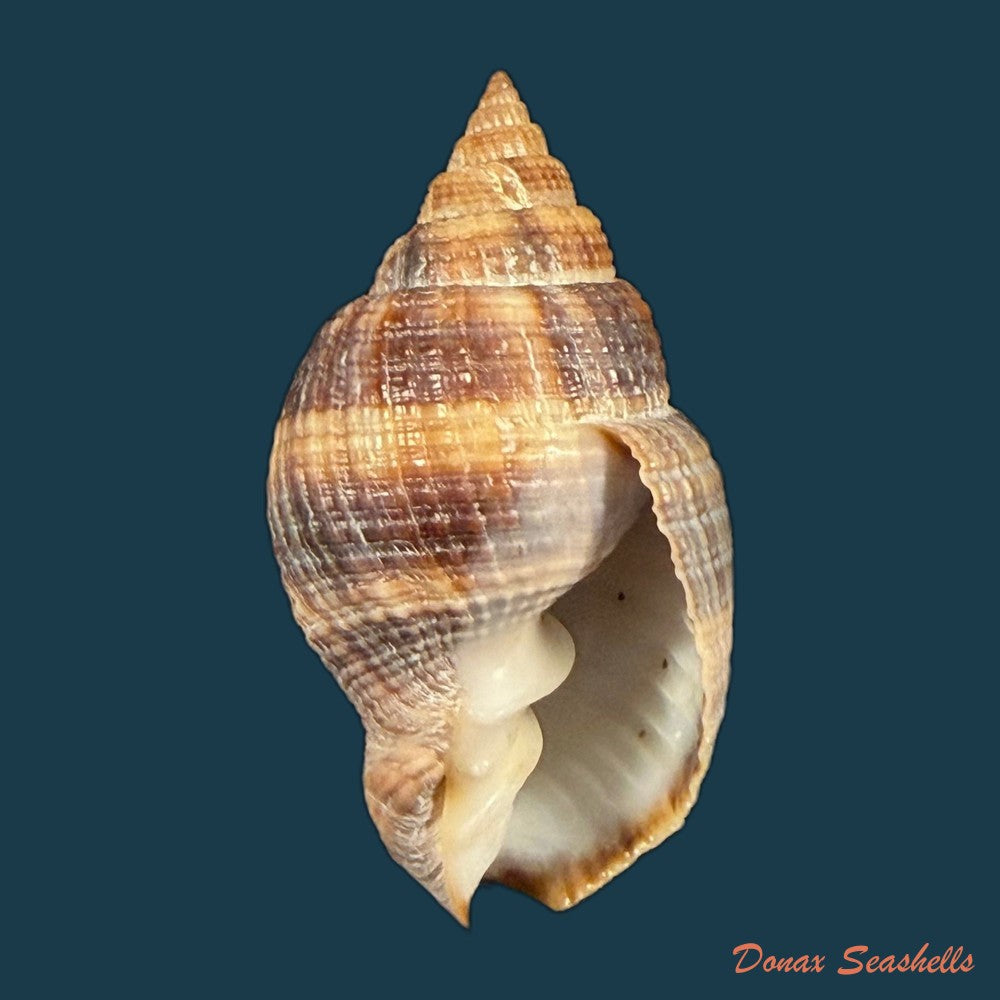 cancellaria-mediamericana-petuch-1998-35-7mm-copia-1