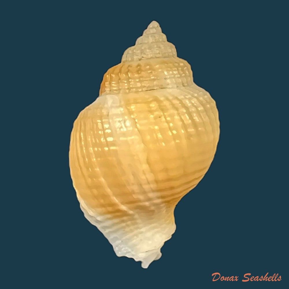 cancellaria-mediamericana-petuch-1998-35-7mm-copia