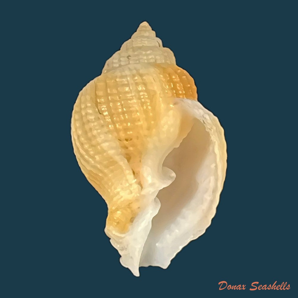 cancellaria-mediamericana-petuch-1998-35-7mm-copia