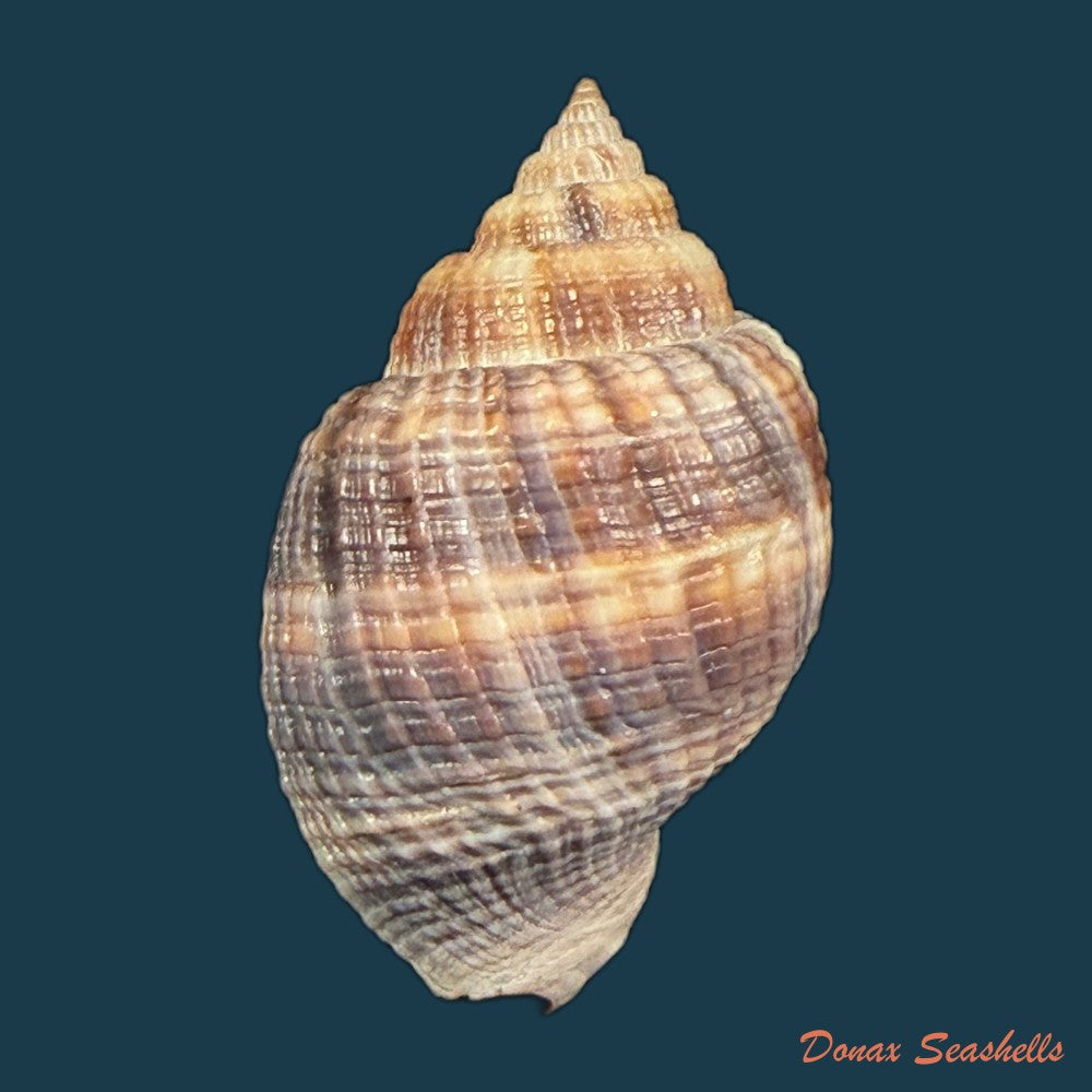 cancellaria-mediamericana-petuch-1998-37-2mm-copia