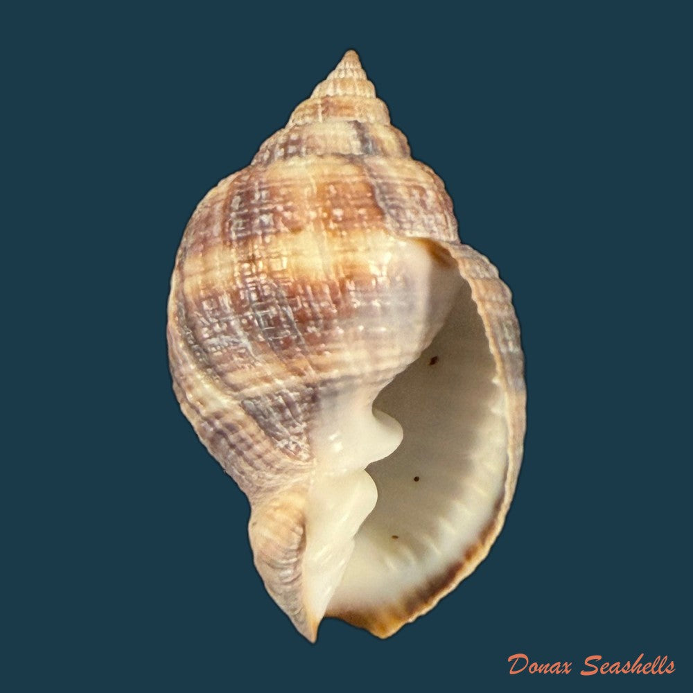 cancellaria-mediamericana-petuch-1998-37-2mm-copia