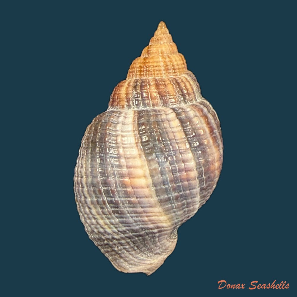 cancellaria-mediamericana-petuch-1998-39mm-copia