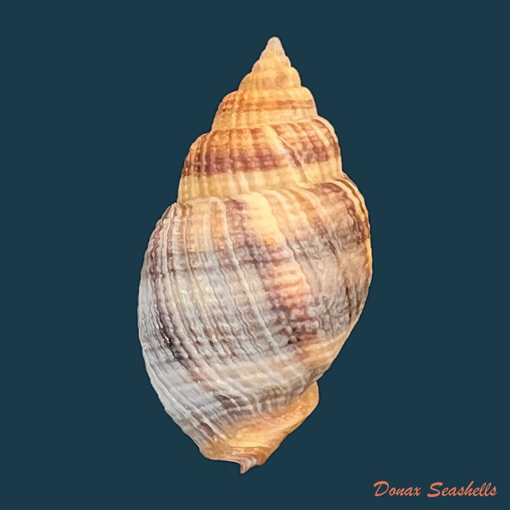 cancellaria-obesa-g-b-sowerby-i-1832-20mm-copia