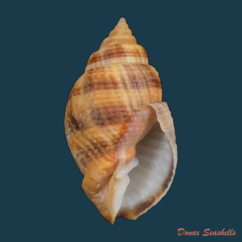 cancellaria-obesa-g-b-sowerby-i-1832-20mm-copia