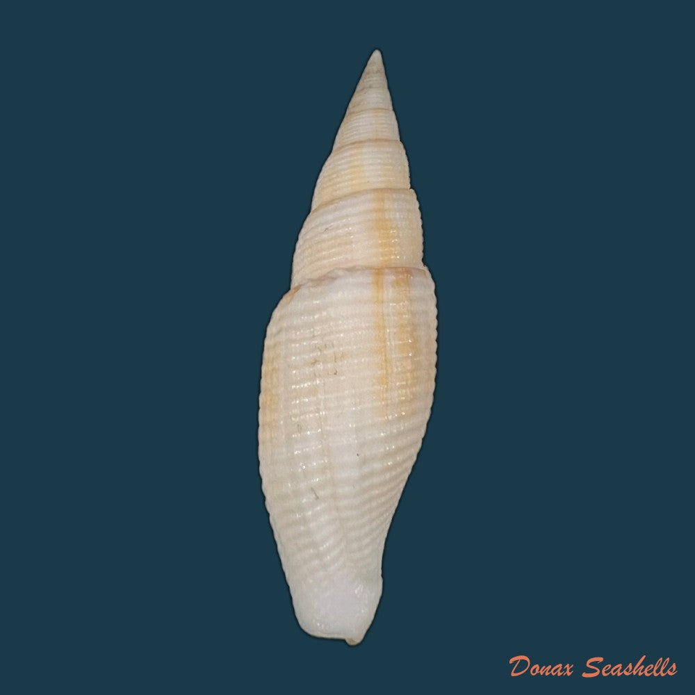 cancilla-isabella-swainson-1831-59-4mm-copia