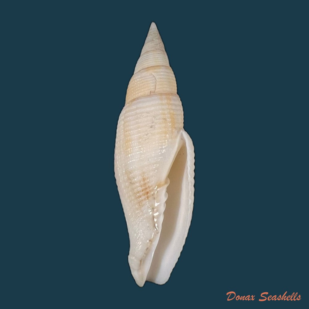 cancilla-isabella-swainson-1831-59-4mm-copia