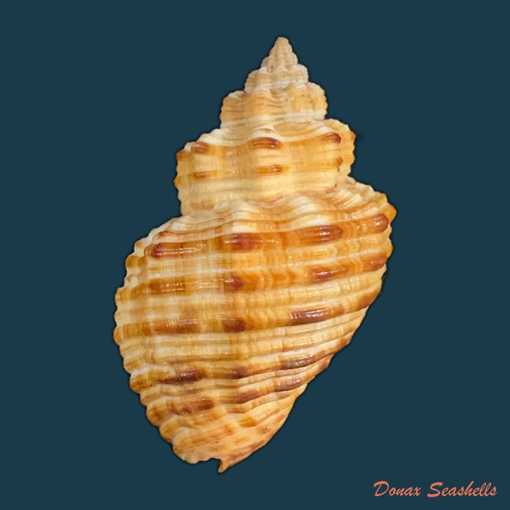 cantharus-melanostoma-g-b-sowerby-i-1825-43-9mm-copia