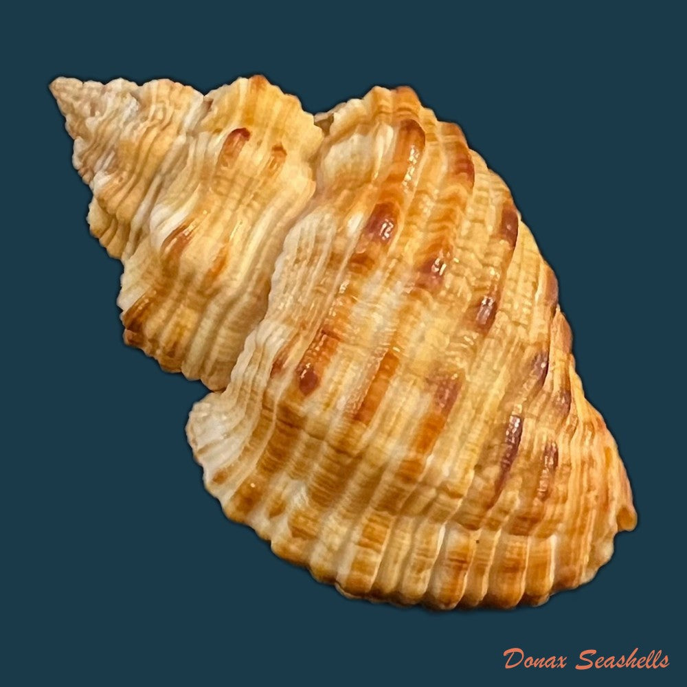 cantharus-melanostoma-g-b-sowerby-i-1825-43-9mm-copia