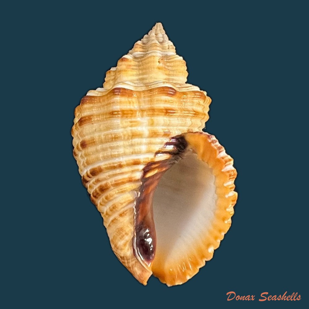 cantharus-melanostoma-g-b-sowerby-i-1825-43-9mm-copia
