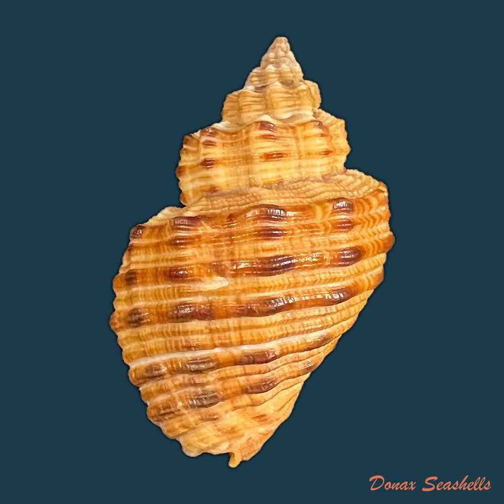 cantharus-melanostoma-g-b-sowerby-i-1825-44-1mm-copia