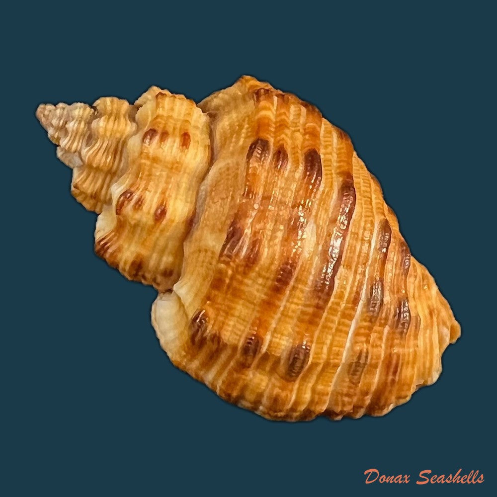 cantharus-melanostoma-g-b-sowerby-i-1825-44-1mm-copia