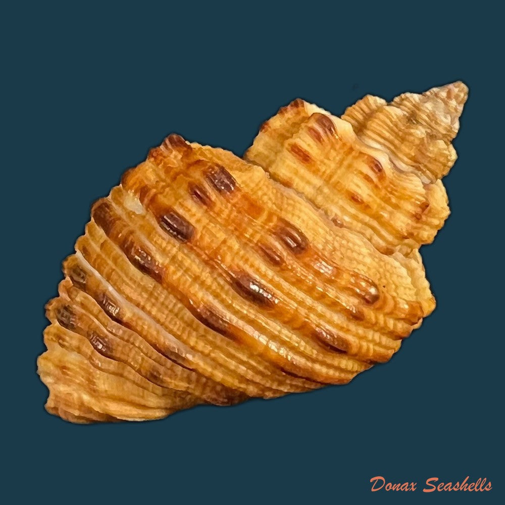 cantharus-melanostoma-g-b-sowerby-i-1825-44-1mm-copia