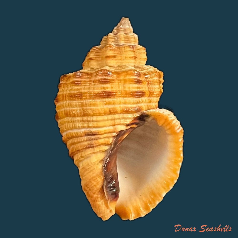 cantharus-melanostoma-g-b-sowerby-i-1825-44-1mm-copia