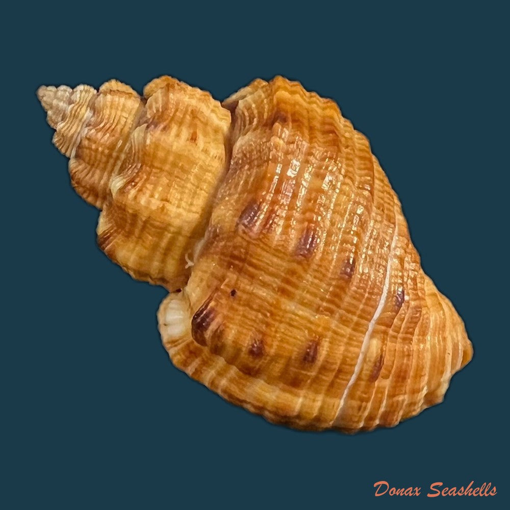 cantharus-melanostoma-g-b-sowerby-i-1825-46-4mm-copia