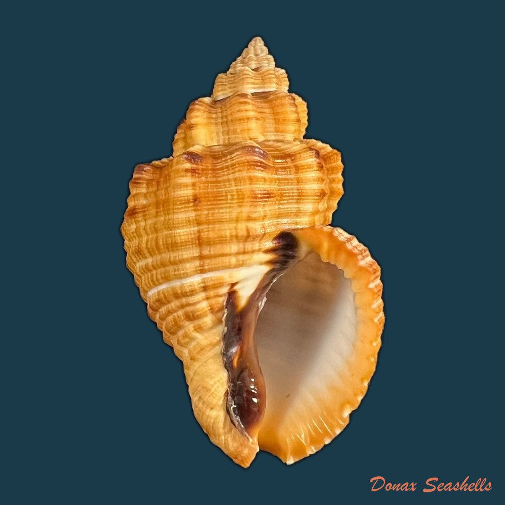 cantharus-melanostoma-g-b-sowerby-i-1825-46-4mm-copia