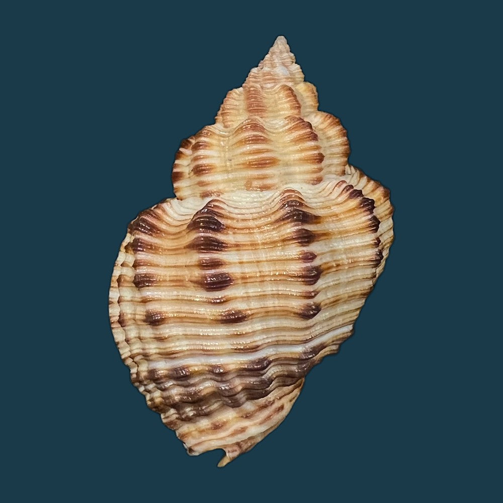 cantharus-melanostoma-g-b-sowerby-i-1825-48-1mm-copia-1