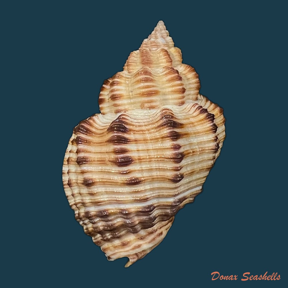 cantharus-melanostoma-g-b-sowerby-i-1825-48-1mm-copia-1