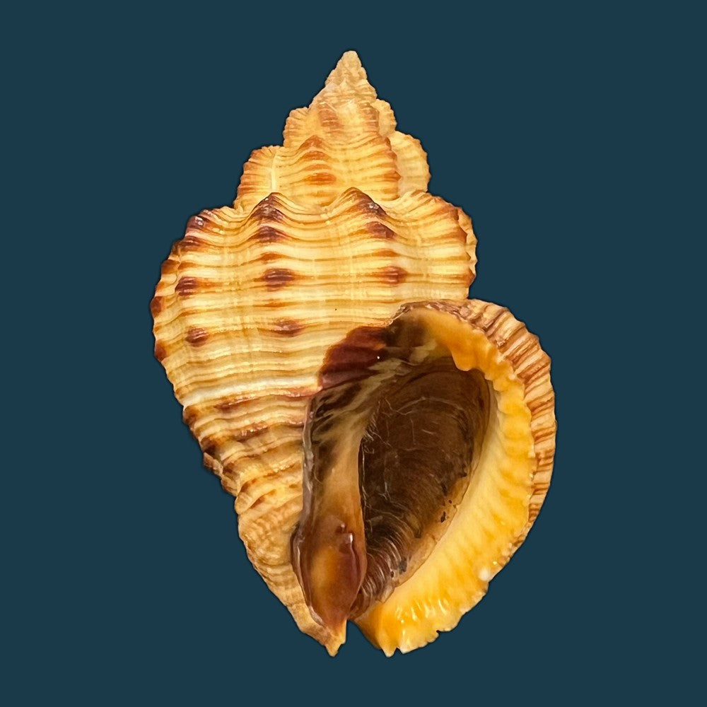 cantharus-melanostoma-g-b-sowerby-i-1825-48-1mm-copia-1