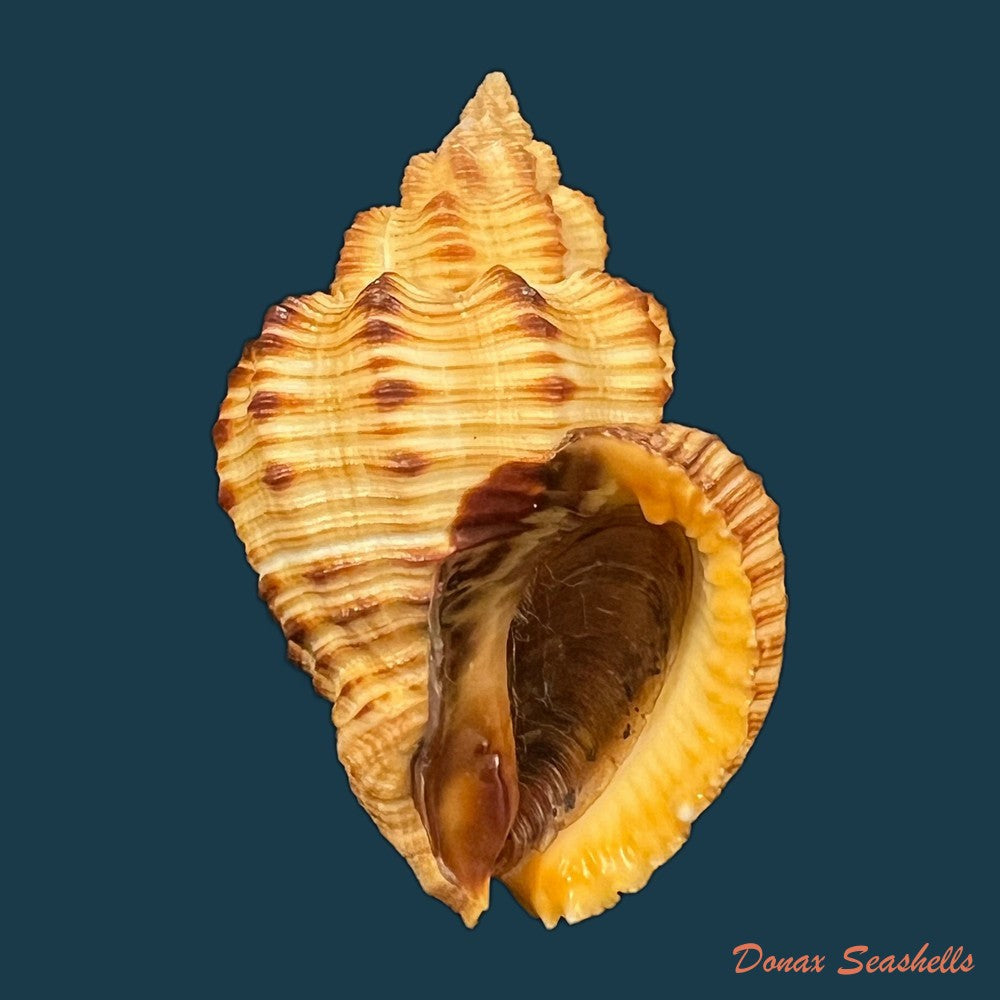 cantharus-melanostoma-g-b-sowerby-i-1825-48-1mm-copia-1