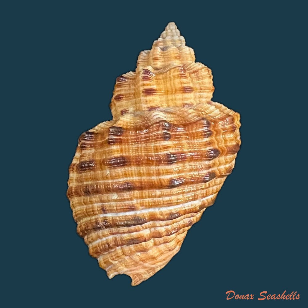 cantharus-melanostoma-g-b-sowerby-i-1825-48-1mm-copia