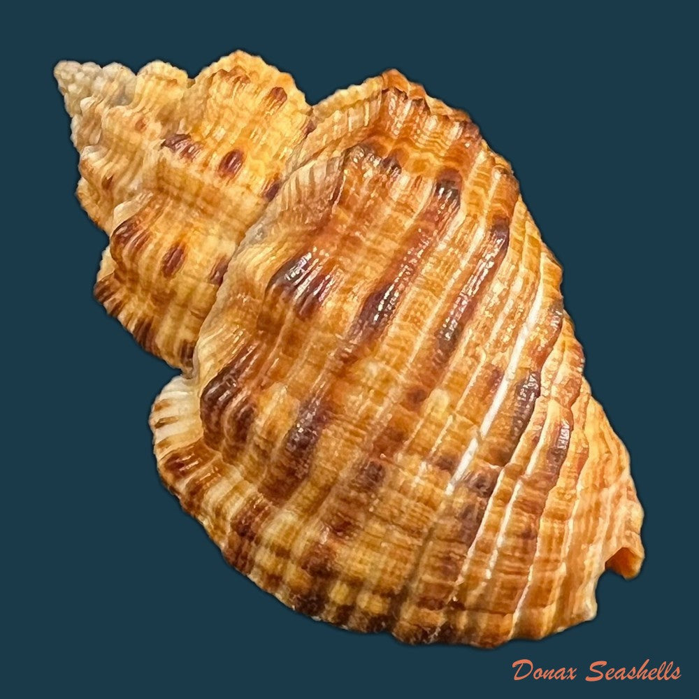 cantharus-melanostoma-g-b-sowerby-i-1825-48-1mm-copia
