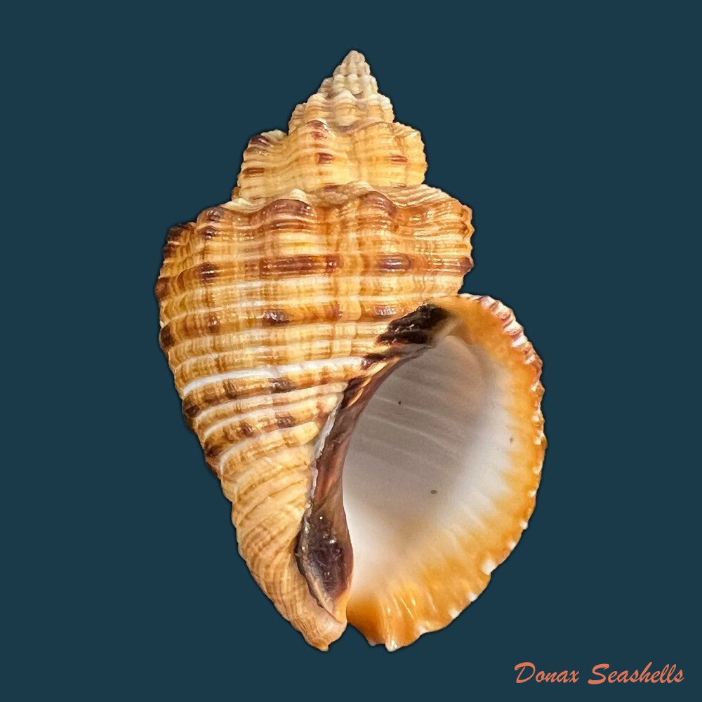 cantharus-melanostoma-g-b-sowerby-i-1825-48-1mm-copia
