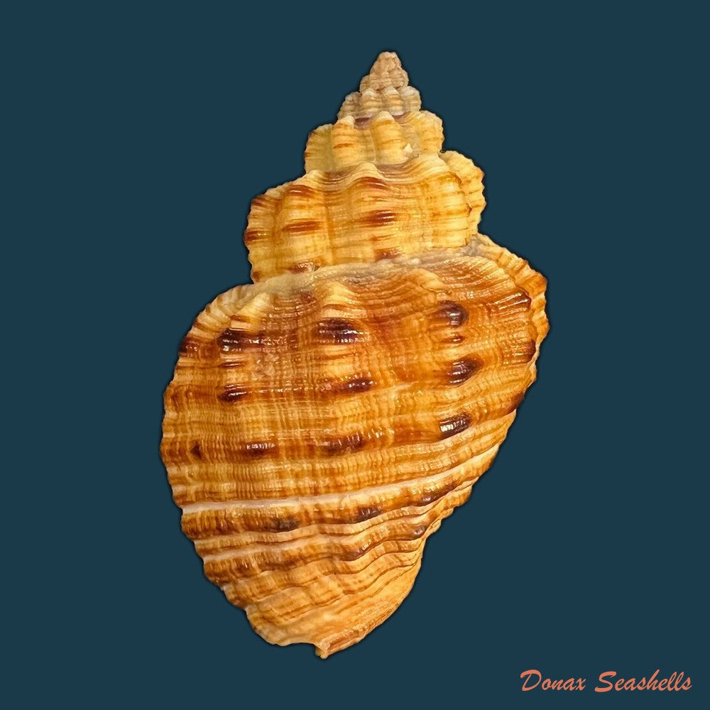 cantharus-melanostoma-g-b-sowerby-i-1825-57-2mm-copia