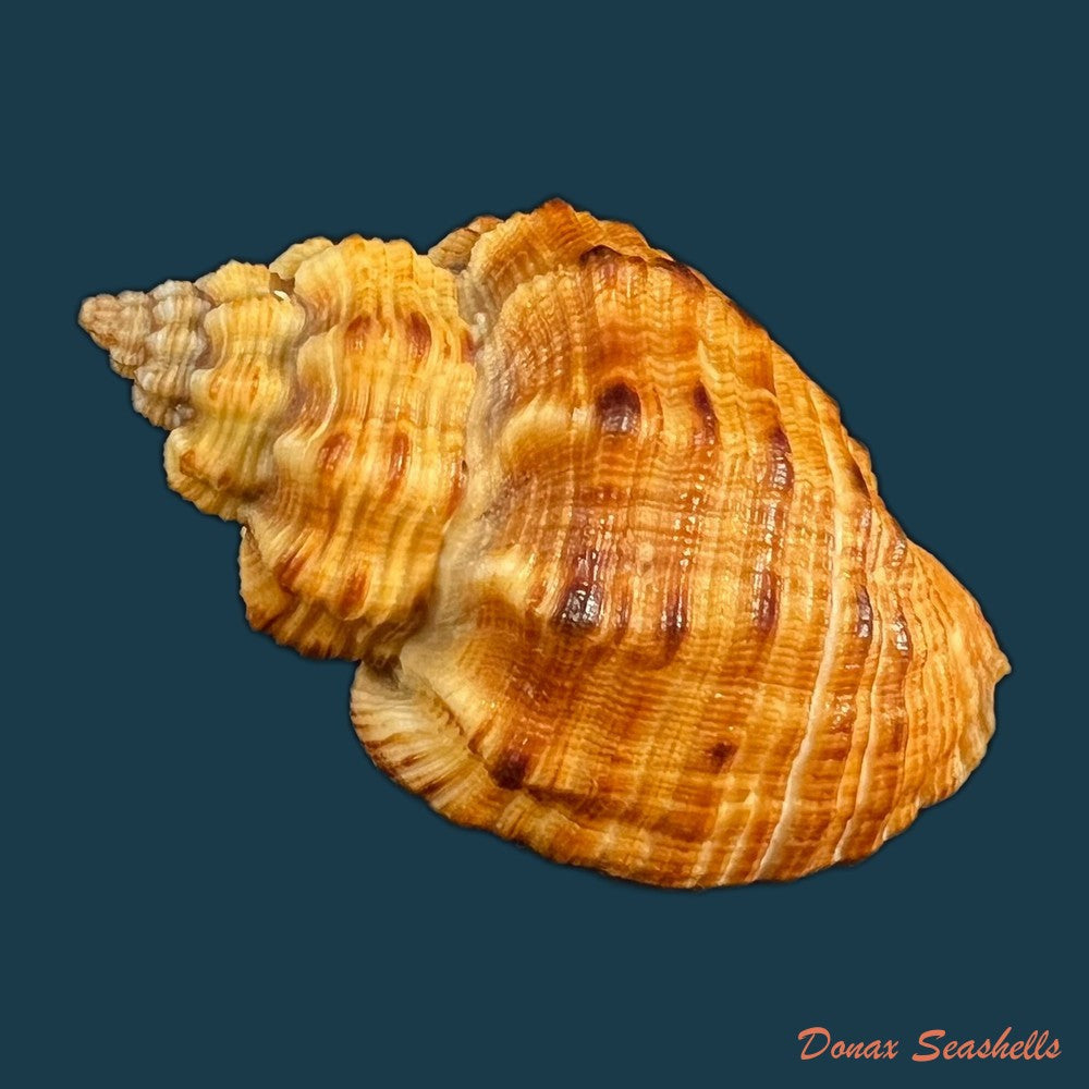 cantharus-melanostoma-g-b-sowerby-i-1825-57-2mm-copia