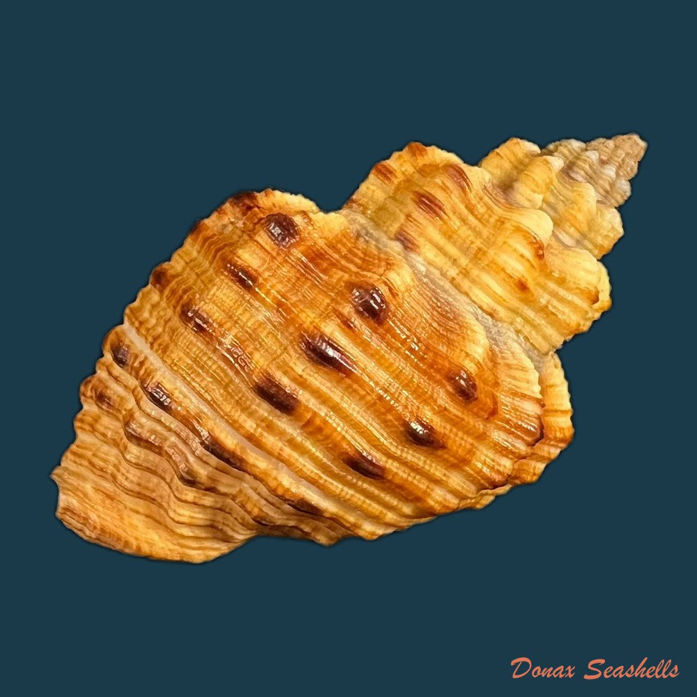 cantharus-melanostoma-g-b-sowerby-i-1825-57-2mm-copia